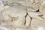Fossil Crab (Potamon) Preserved in Travertine - Turkey #121385-4